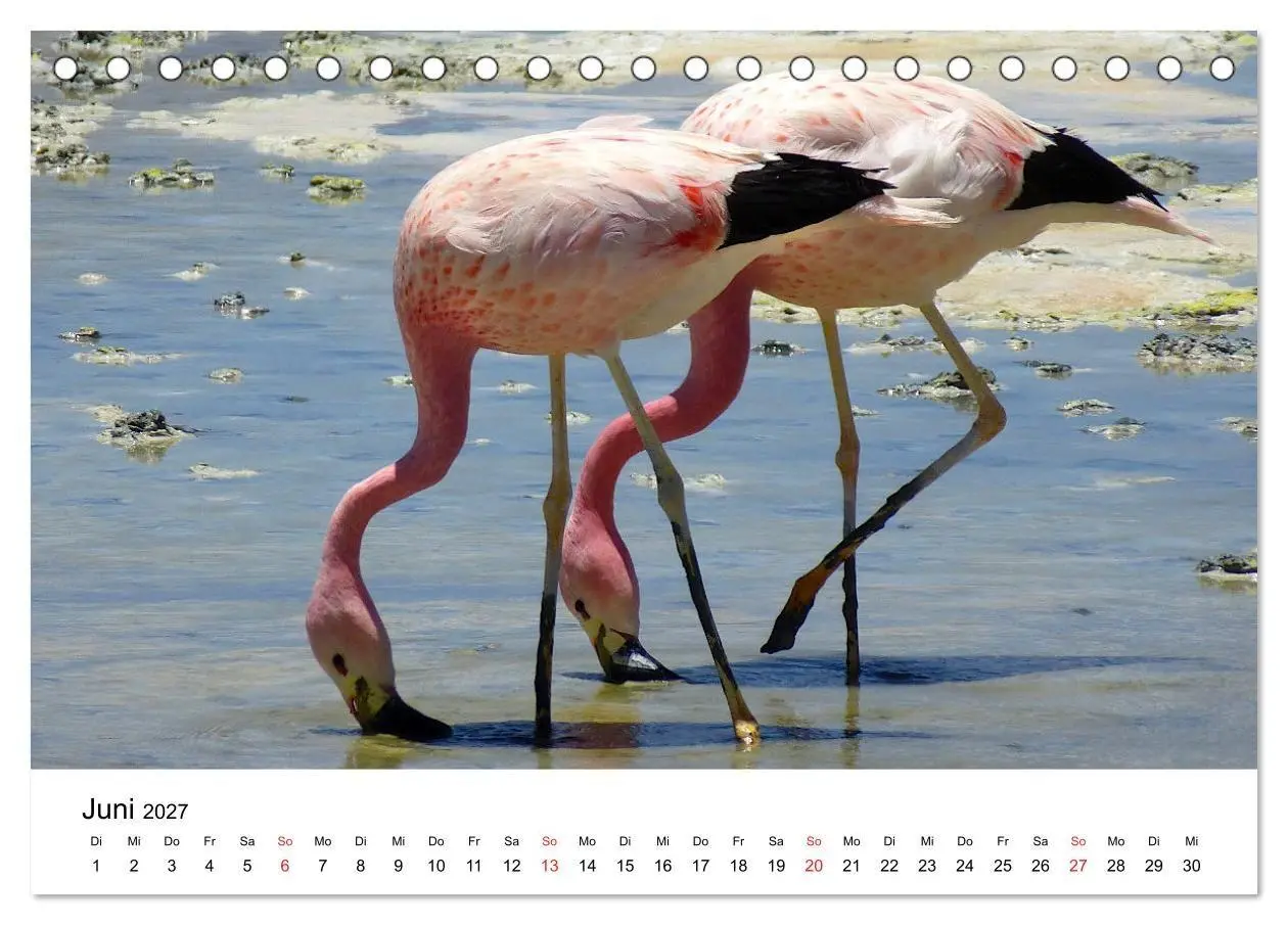 Bild: 9783569530317 | Mein Flamingo Jahr (Tischkalender 2027 DIN A5 quer), CALVENDO...