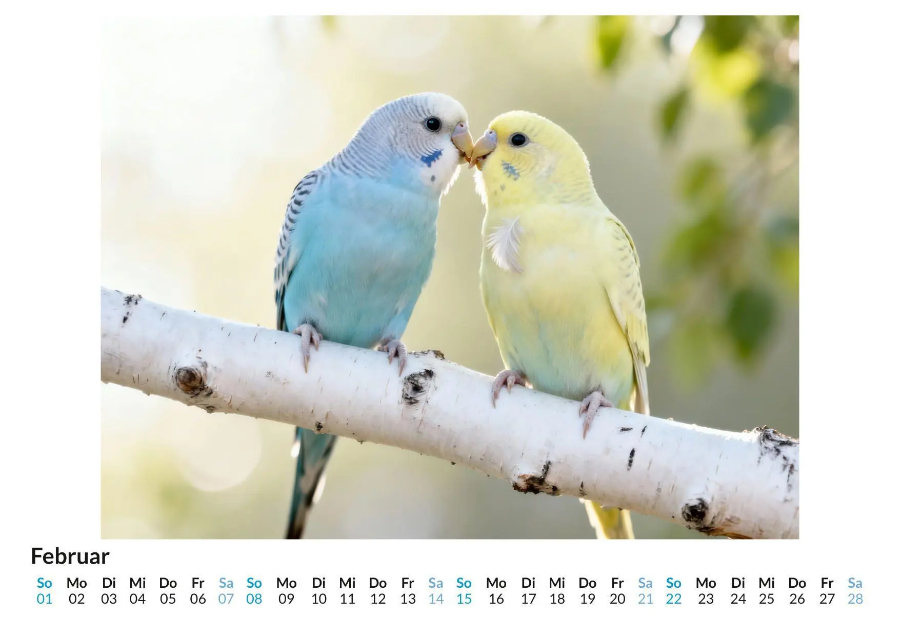 Bild: 9783695330317 | Wellensittich | Felix Zimmermann | Kalender | Deutsch | 2026