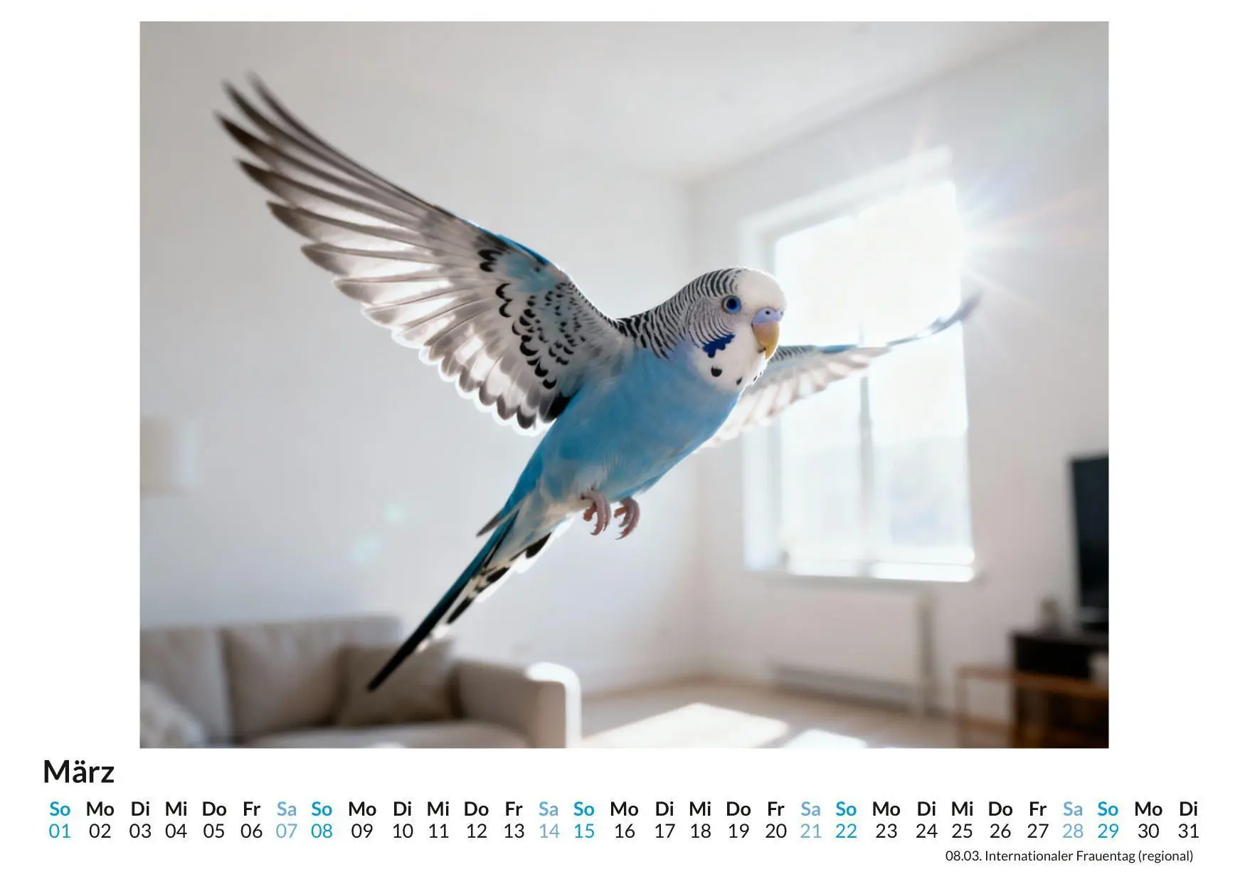 Bild: 9783695330317 | Wellensittich | Felix Zimmermann | Kalender | Deutsch | 2026