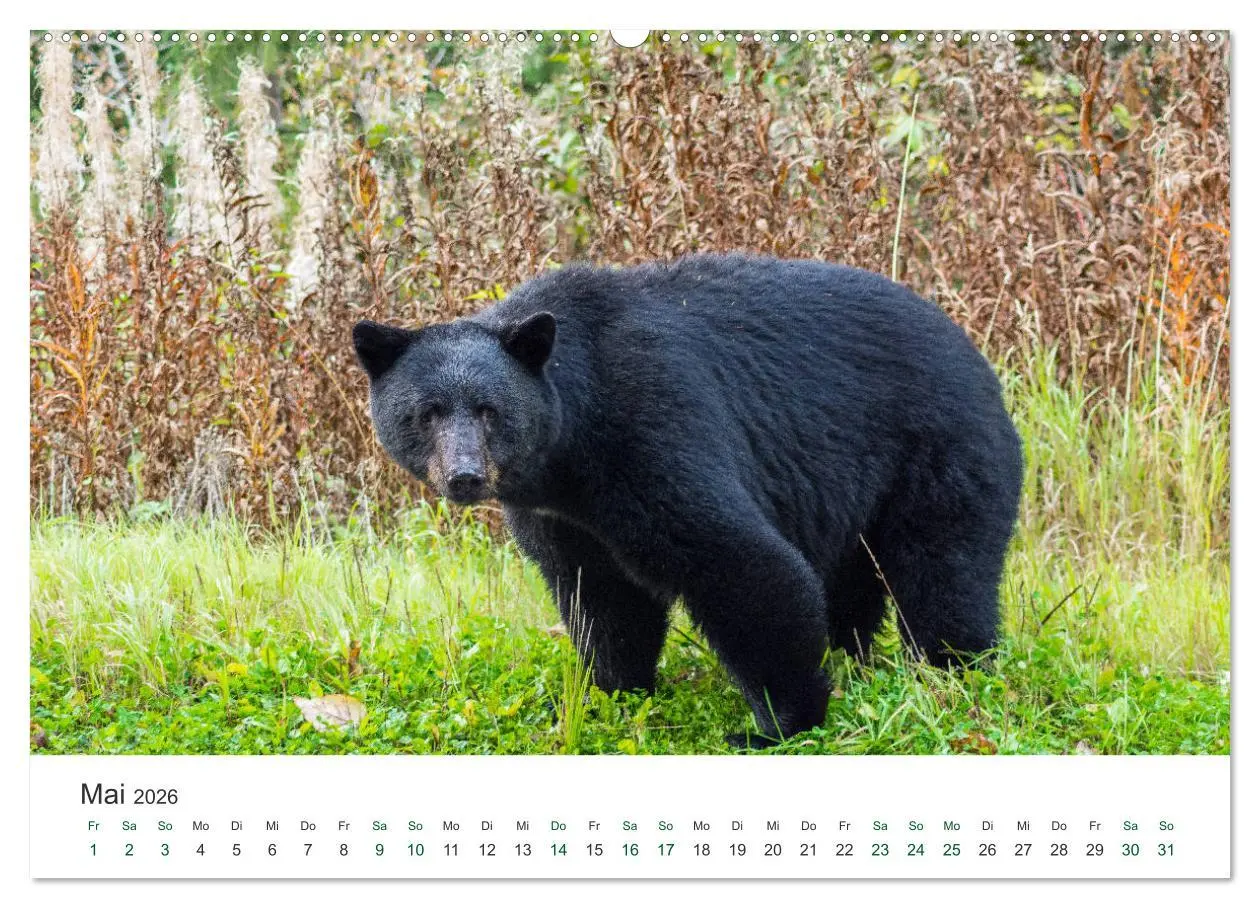 Bild: 9783457890417 | Into the Wild - Kanada und Alaska (Wandkalender 2026 DIN A2 quer),...
