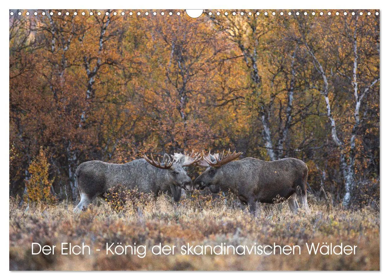 Cover: 9783457570517 | Der Elch - König der skandinavischen Wälder (Wandkalender 2026 DIN...