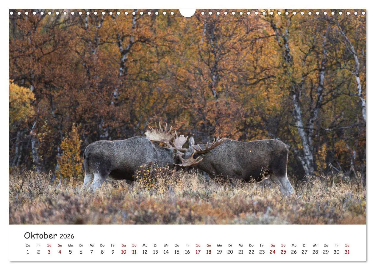 Bild: 9783457570517 | Der Elch - König der skandinavischen Wälder (Wandkalender 2026 DIN...