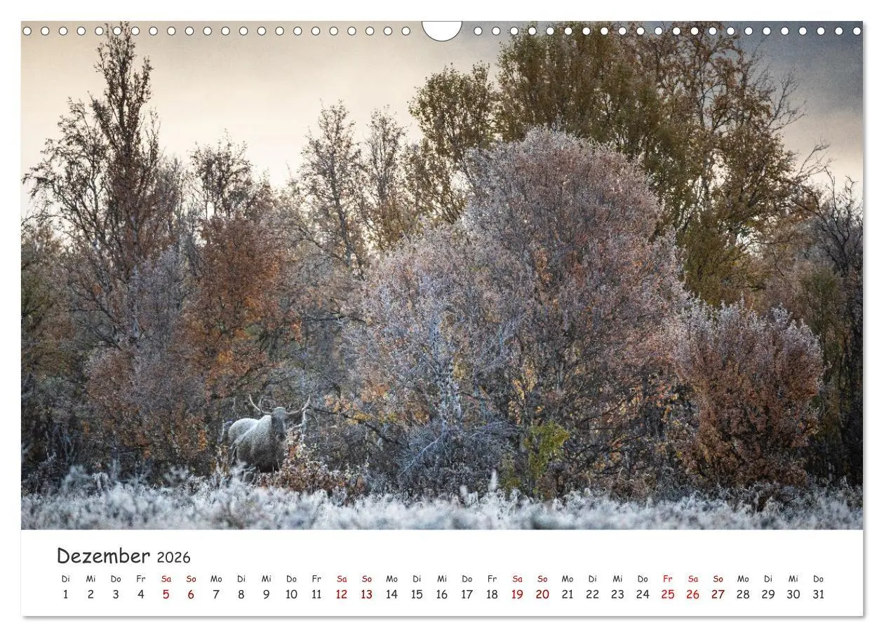 Bild: 9783457570517 | Der Elch - König der skandinavischen Wälder (Wandkalender 2026 DIN...