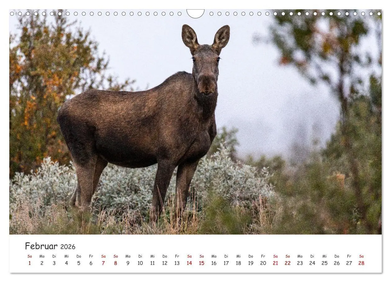 Bild: 9783457570517 | Der Elch - König der skandinavischen Wälder (Wandkalender 2026 DIN...