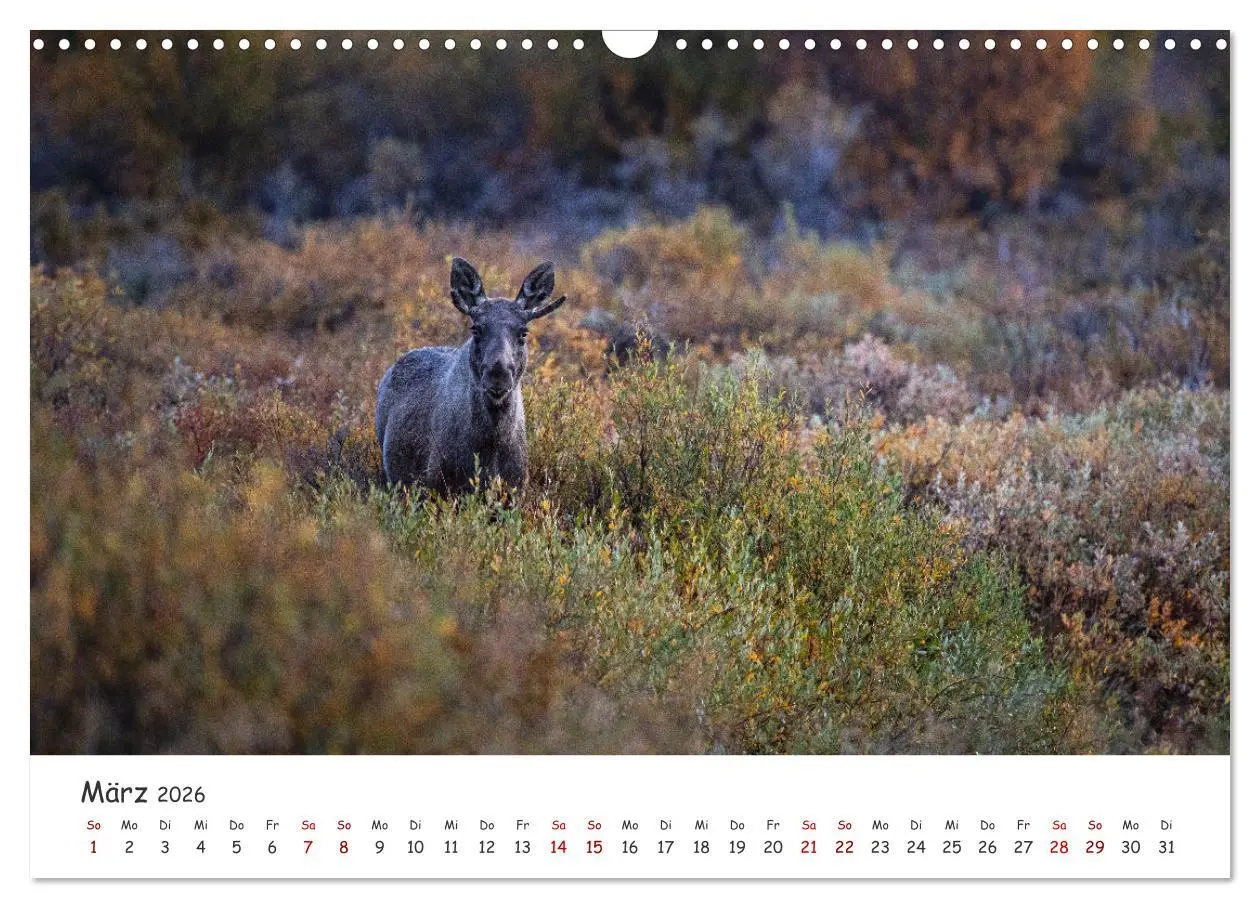 Bild: 9783457570517 | Der Elch - König der skandinavischen Wälder (Wandkalender 2026 DIN...