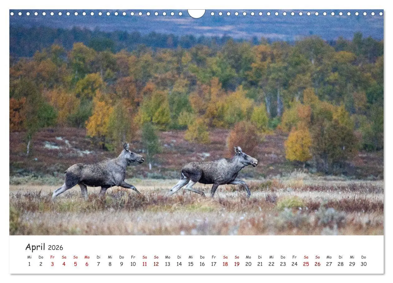 Bild: 9783457570517 | Der Elch - König der skandinavischen Wälder (Wandkalender 2026 DIN...