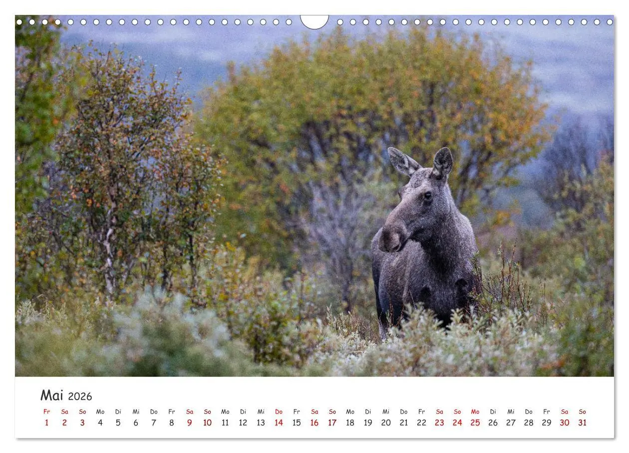 Bild: 9783457570517 | Der Elch - König der skandinavischen Wälder (Wandkalender 2026 DIN...