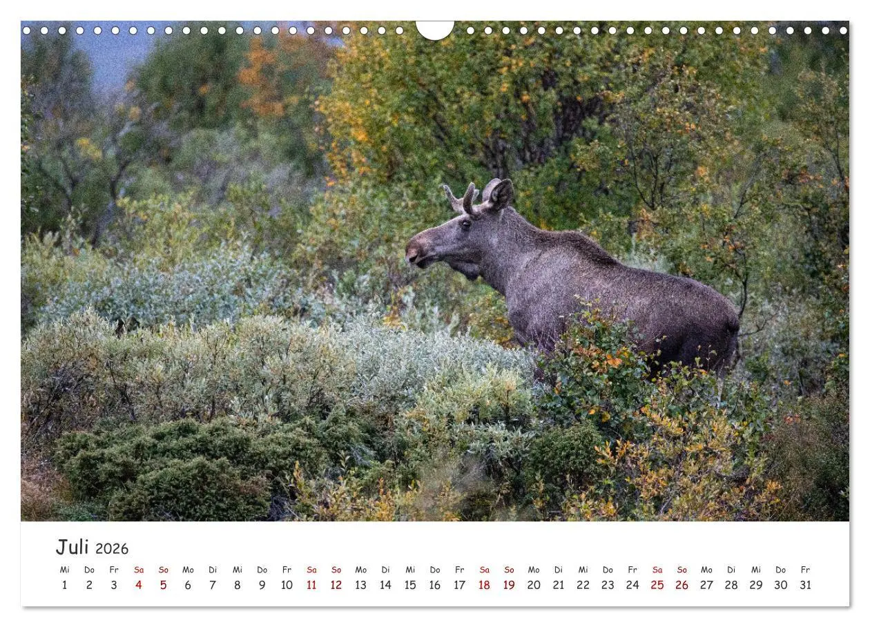 Bild: 9783457570517 | Der Elch - König der skandinavischen Wälder (Wandkalender 2026 DIN...