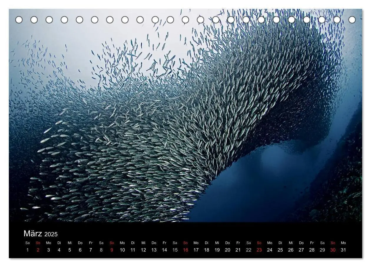 Bild: 9783435610617 | Fischschwärme (Tischkalender 2025 DIN A5 quer), CALVENDO...