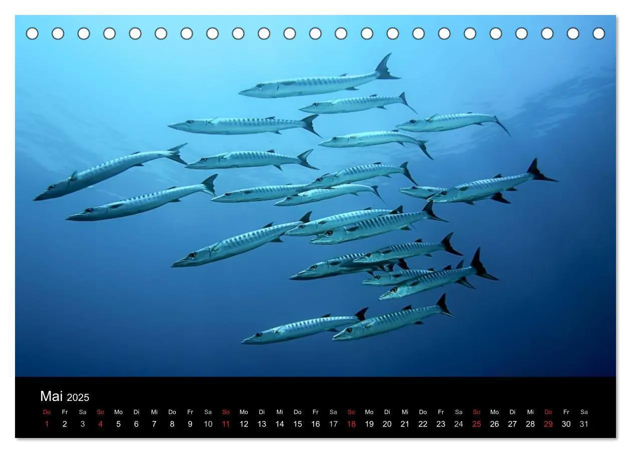 Bild: 9783435610617 | Fischschwärme (Tischkalender 2025 DIN A5 quer), CALVENDO...