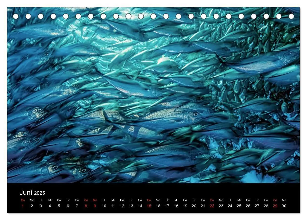 Bild: 9783435610617 | Fischschwärme (Tischkalender 2025 DIN A5 quer), CALVENDO...