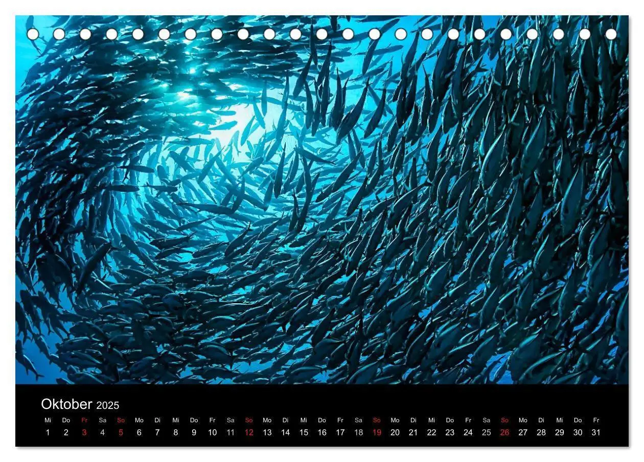 Bild: 9783435610617 | Fischschwärme (Tischkalender 2025 DIN A5 quer), CALVENDO...