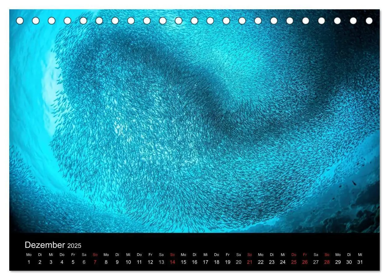 Bild: 9783435610617 | Fischschwärme (Tischkalender 2025 DIN A5 quer), CALVENDO...