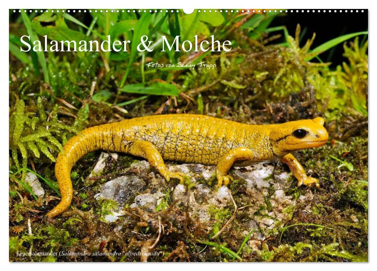 Cover: 9783516170917 | Salamander und Molche (Wandkalender 2026 DIN A2 quer), CALVENDO...