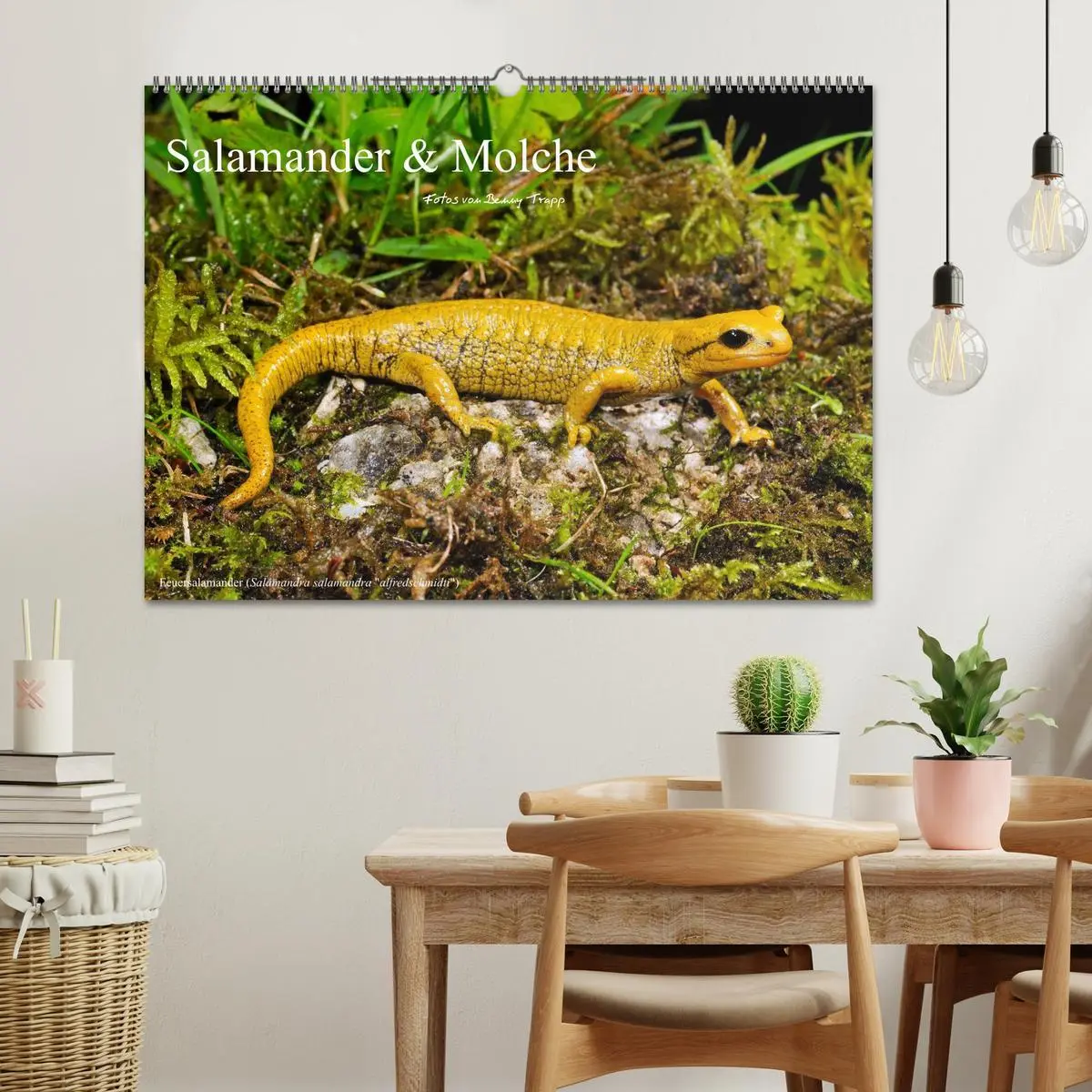 Bild: 9783516170917 | Salamander und Molche (Wandkalender 2026 DIN A2 quer), CALVENDO...