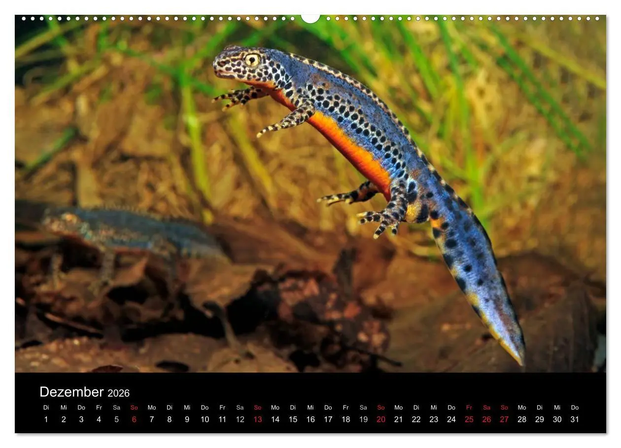 Bild: 9783516170917 | Salamander und Molche (Wandkalender 2026 DIN A2 quer), CALVENDO...
