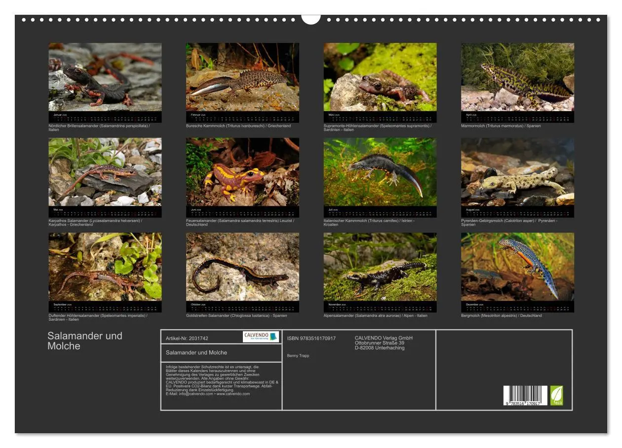 Bild: 9783516170917 | Salamander und Molche (Wandkalender 2026 DIN A2 quer), CALVENDO...