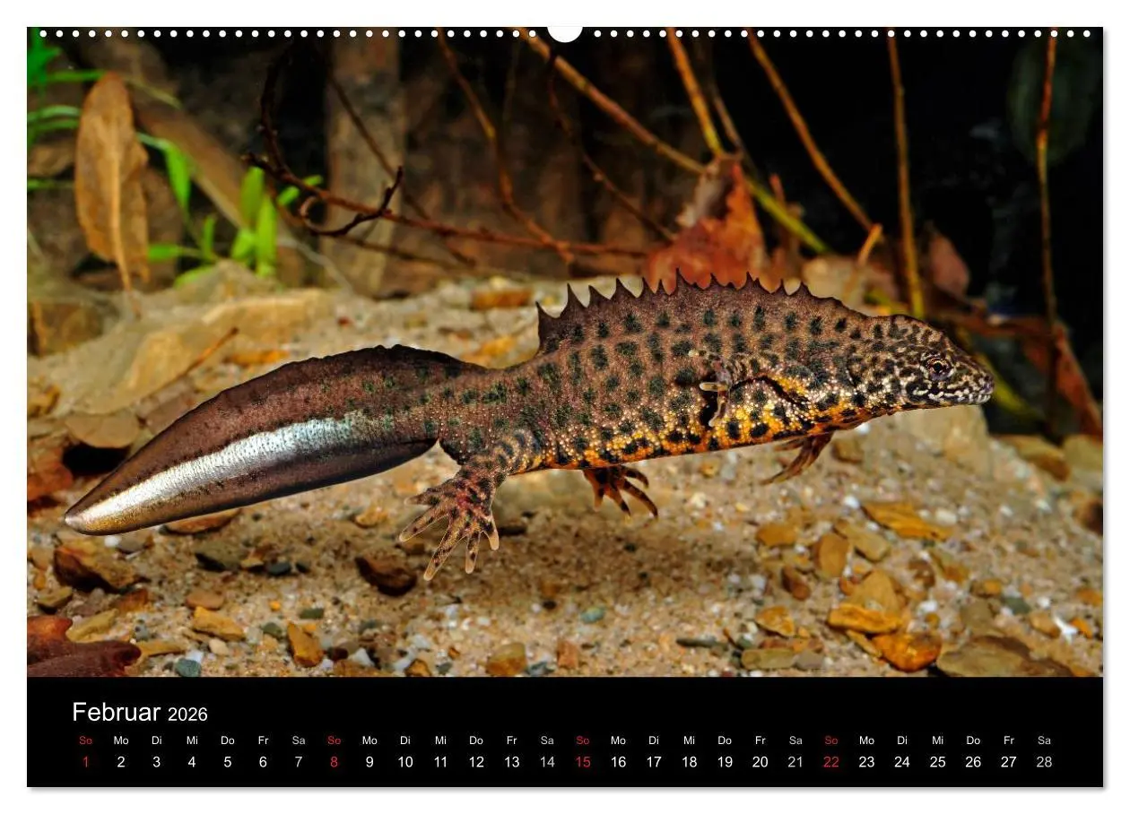 Bild: 9783516170917 | Salamander und Molche (Wandkalender 2026 DIN A2 quer), CALVENDO...