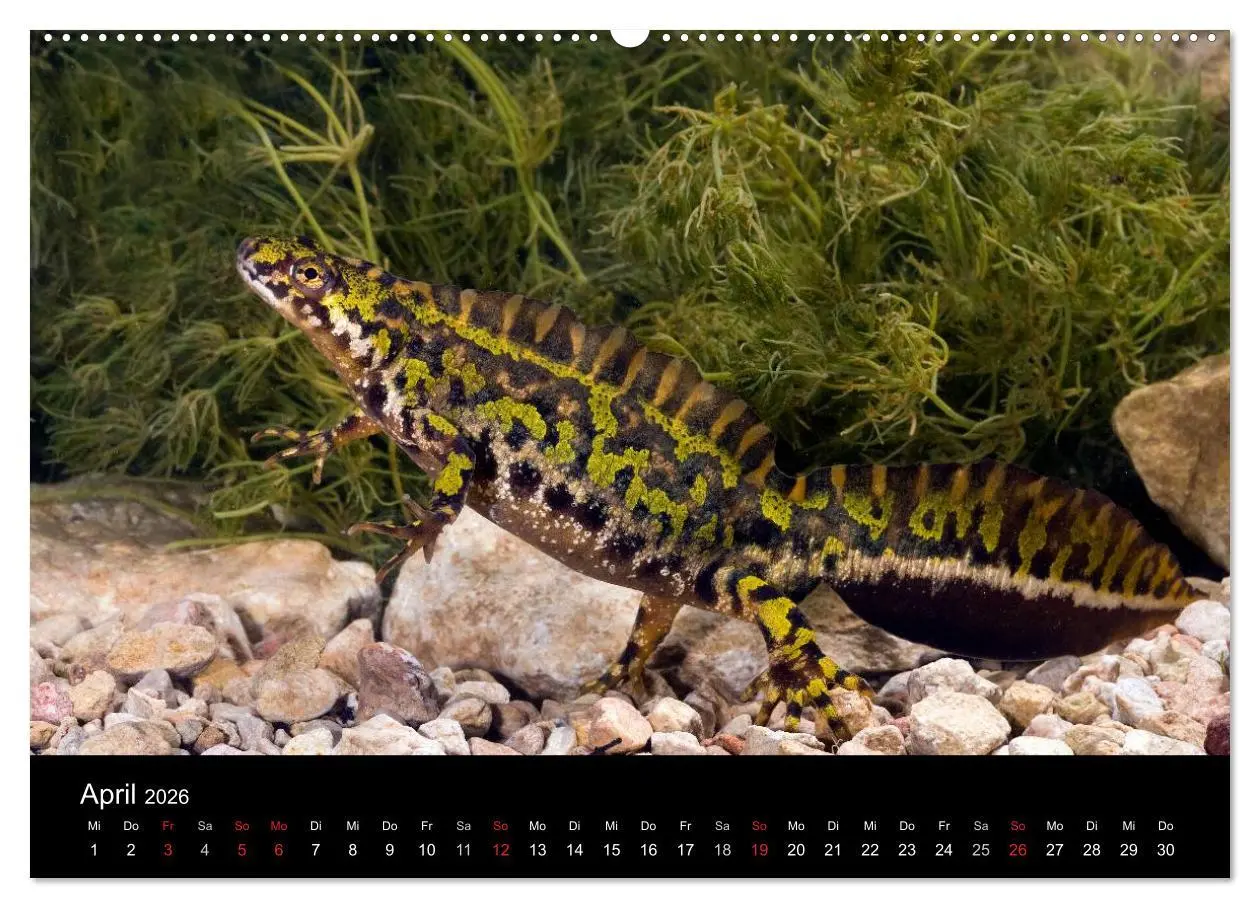 Bild: 9783516170917 | Salamander und Molche (Wandkalender 2026 DIN A2 quer), CALVENDO...