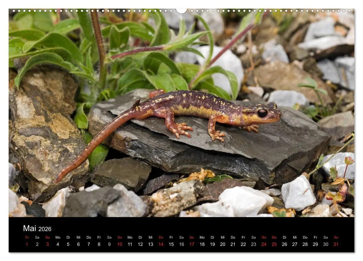 Bild: 9783516170917 | Salamander und Molche (Wandkalender 2026 DIN A2 quer), CALVENDO...