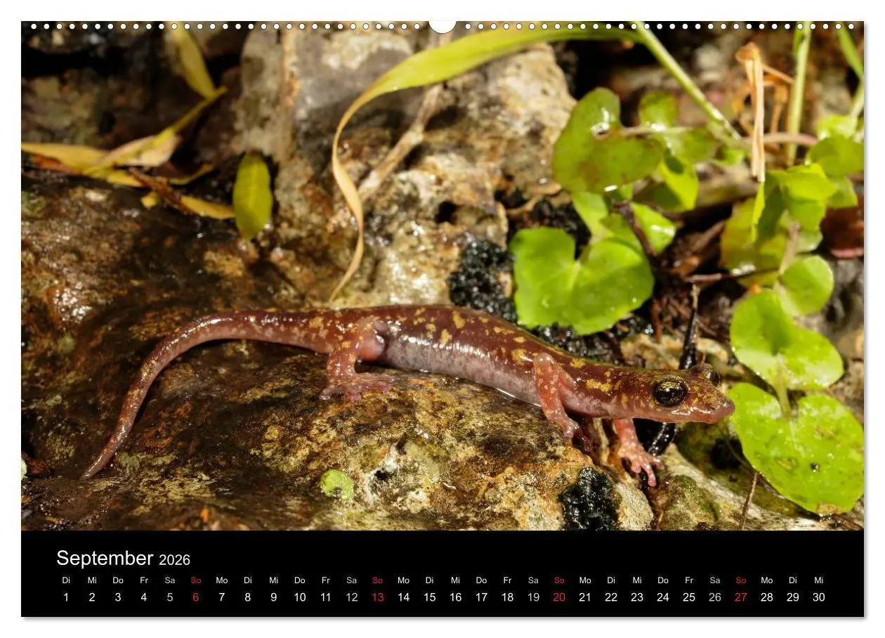 Bild: 9783516170917 | Salamander und Molche (Wandkalender 2026 DIN A2 quer), CALVENDO...