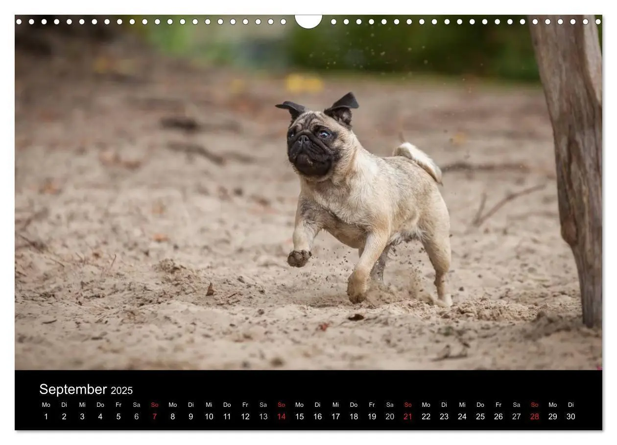 Bild: 9783435561117 | Vermopst durchs Jahr (Wandkalender 2025 DIN A3 quer), CALVENDO...