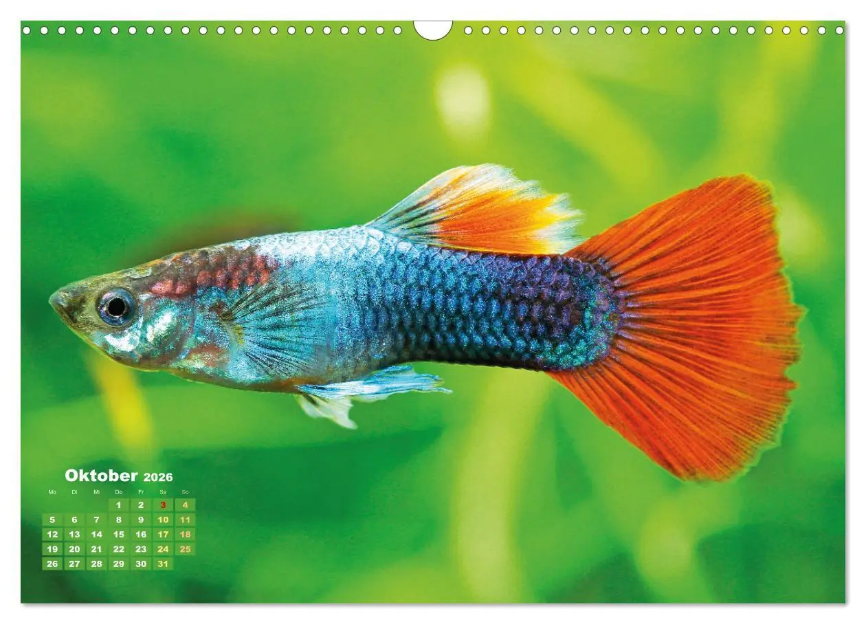 Bild: 9783457271117 | Glanz im Aquarium: Süßwasserfische (Wandkalender 2026 DIN A3 quer),...
