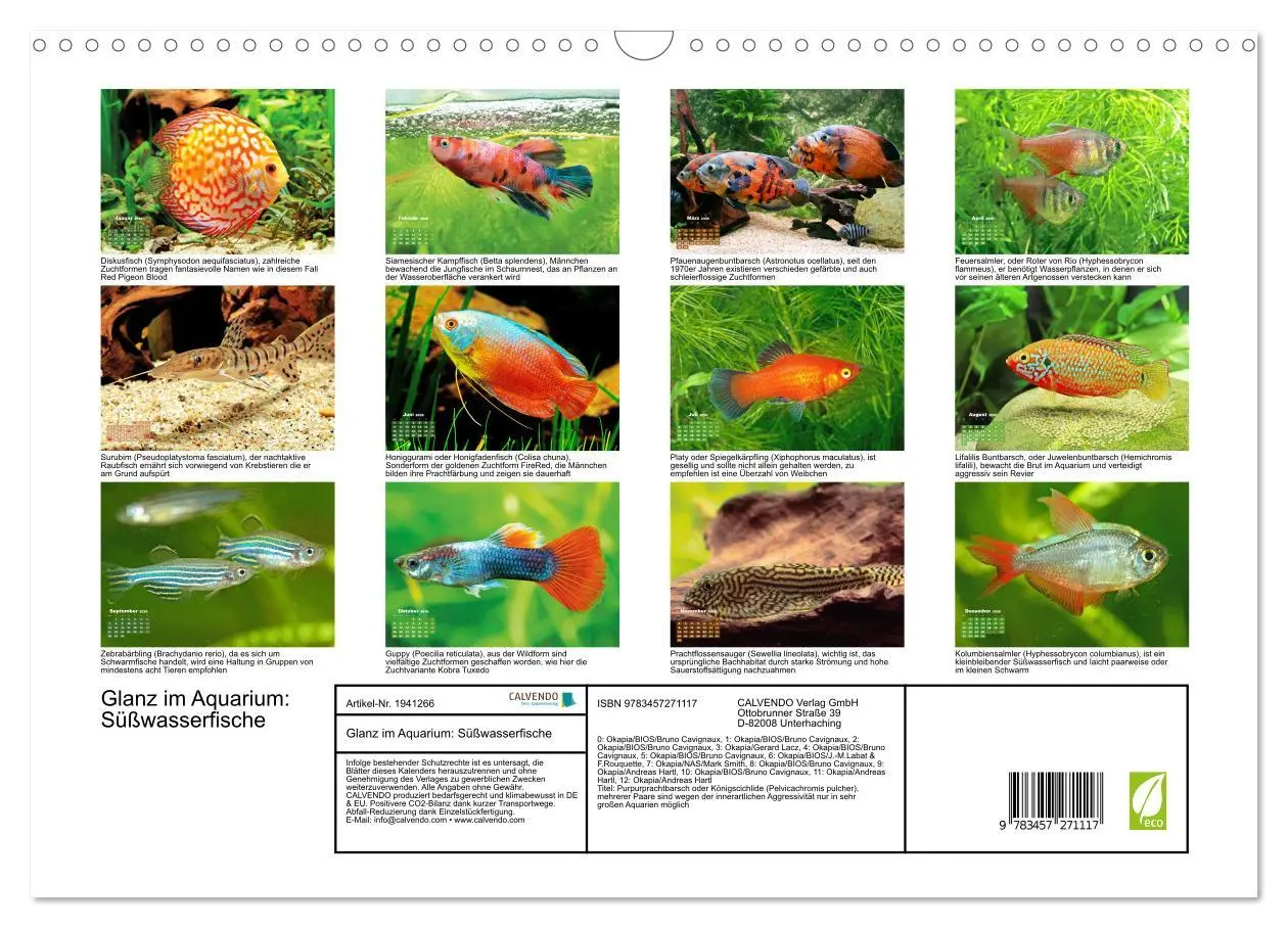 Bild: 9783457271117 | Glanz im Aquarium: Süßwasserfische (Wandkalender 2026 DIN A3 quer),...