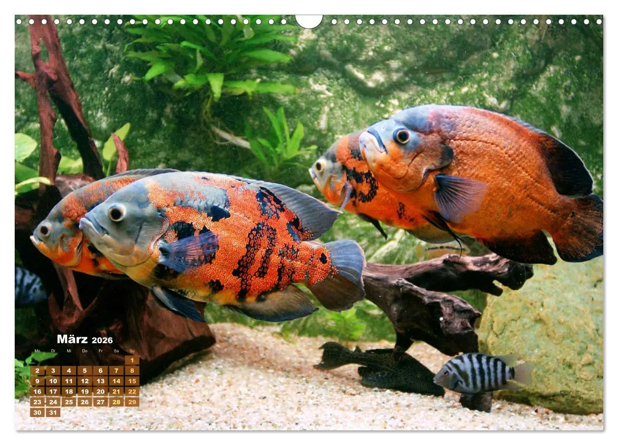 Bild: 9783457271117 | Glanz im Aquarium: Süßwasserfische (Wandkalender 2026 DIN A3 quer),...