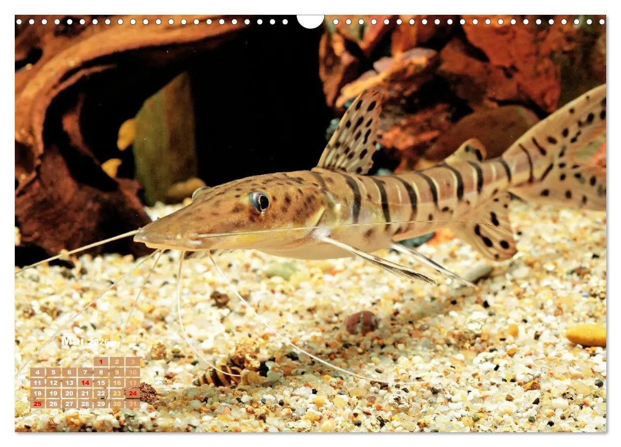 Bild: 9783457271117 | Glanz im Aquarium: Süßwasserfische (Wandkalender 2026 DIN A3 quer),...