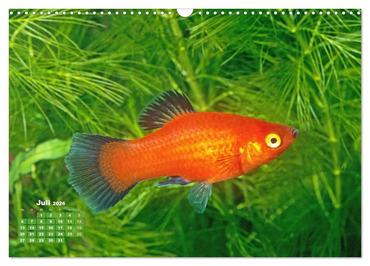 Bild: 9783457271117 | Glanz im Aquarium: Süßwasserfische (Wandkalender 2026 DIN A3 quer),...