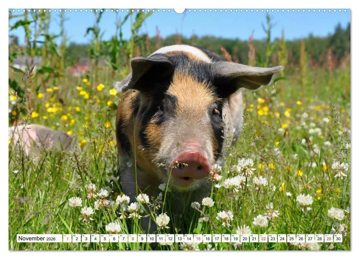 Bild: 9783516051117 | Von Säuen die Schwein haben! (hochwertiger Premium Wandkalender...