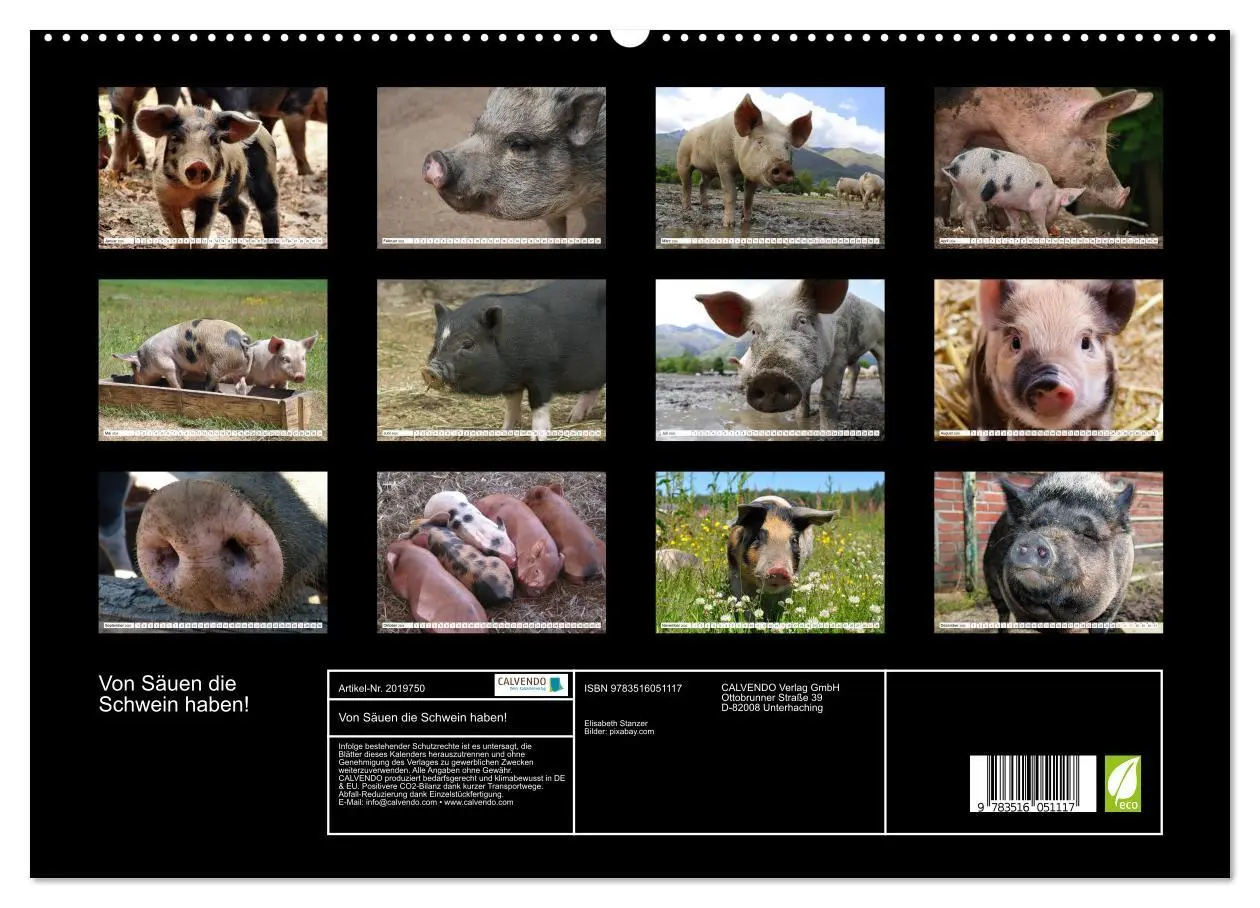 Bild: 9783516051117 | Von Säuen die Schwein haben! (hochwertiger Premium Wandkalender...