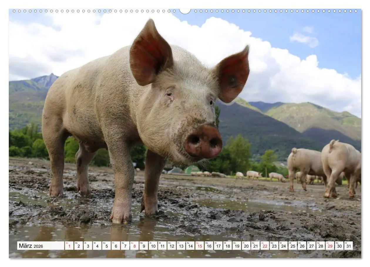 Bild: 9783516051117 | Von Säuen die Schwein haben! (hochwertiger Premium Wandkalender...