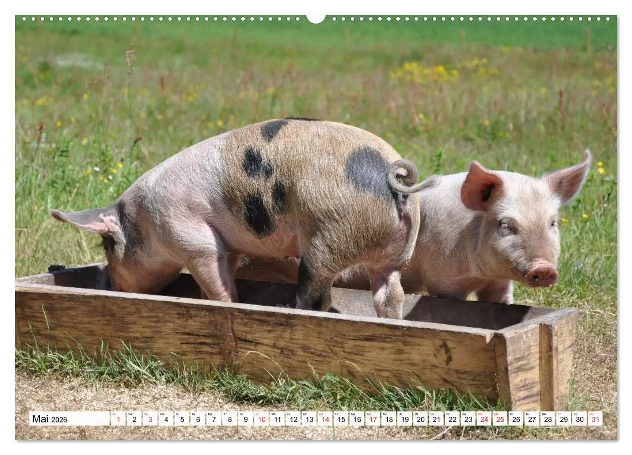 Bild: 9783516051117 | Von Säuen die Schwein haben! (hochwertiger Premium Wandkalender...