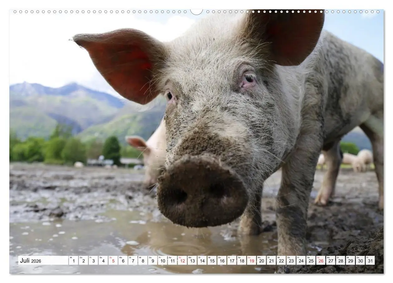 Bild: 9783516051117 | Von Säuen die Schwein haben! (hochwertiger Premium Wandkalender...
