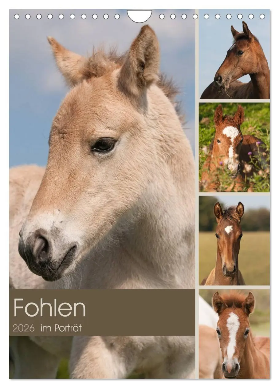 Cover: 9783516431117 | Fohlen im Porträt (Wandkalender 2026 DIN A4 hoch), CALVENDO...