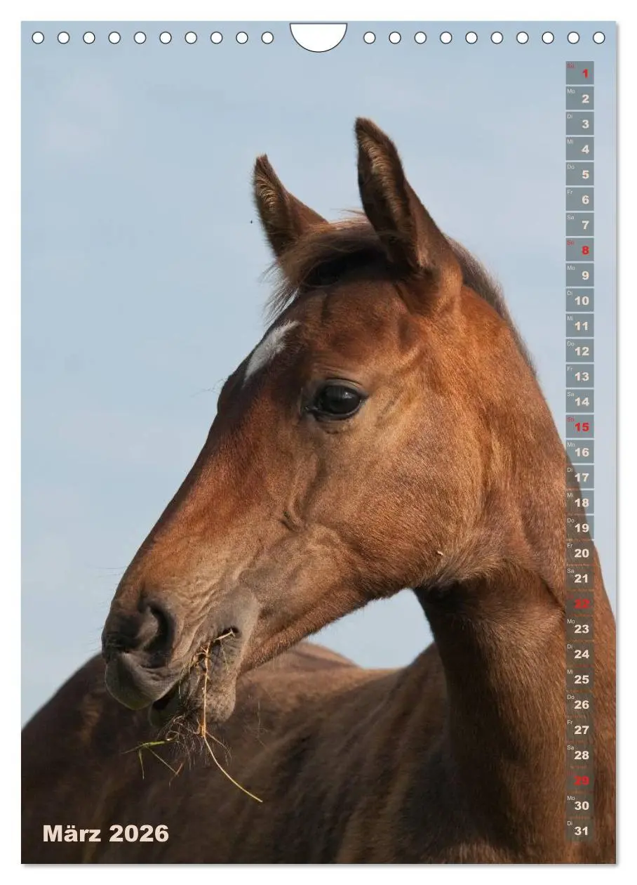Bild: 9783516431117 | Fohlen im Porträt (Wandkalender 2026 DIN A4 hoch), CALVENDO...