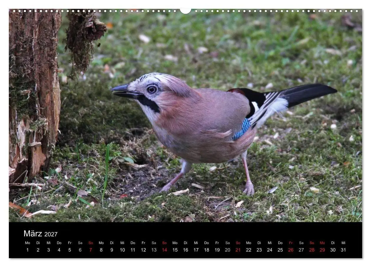 Bild: 9783569971417 | Eichelhäher der Waldpolizist (hochwertiger Premium Wandkalender...