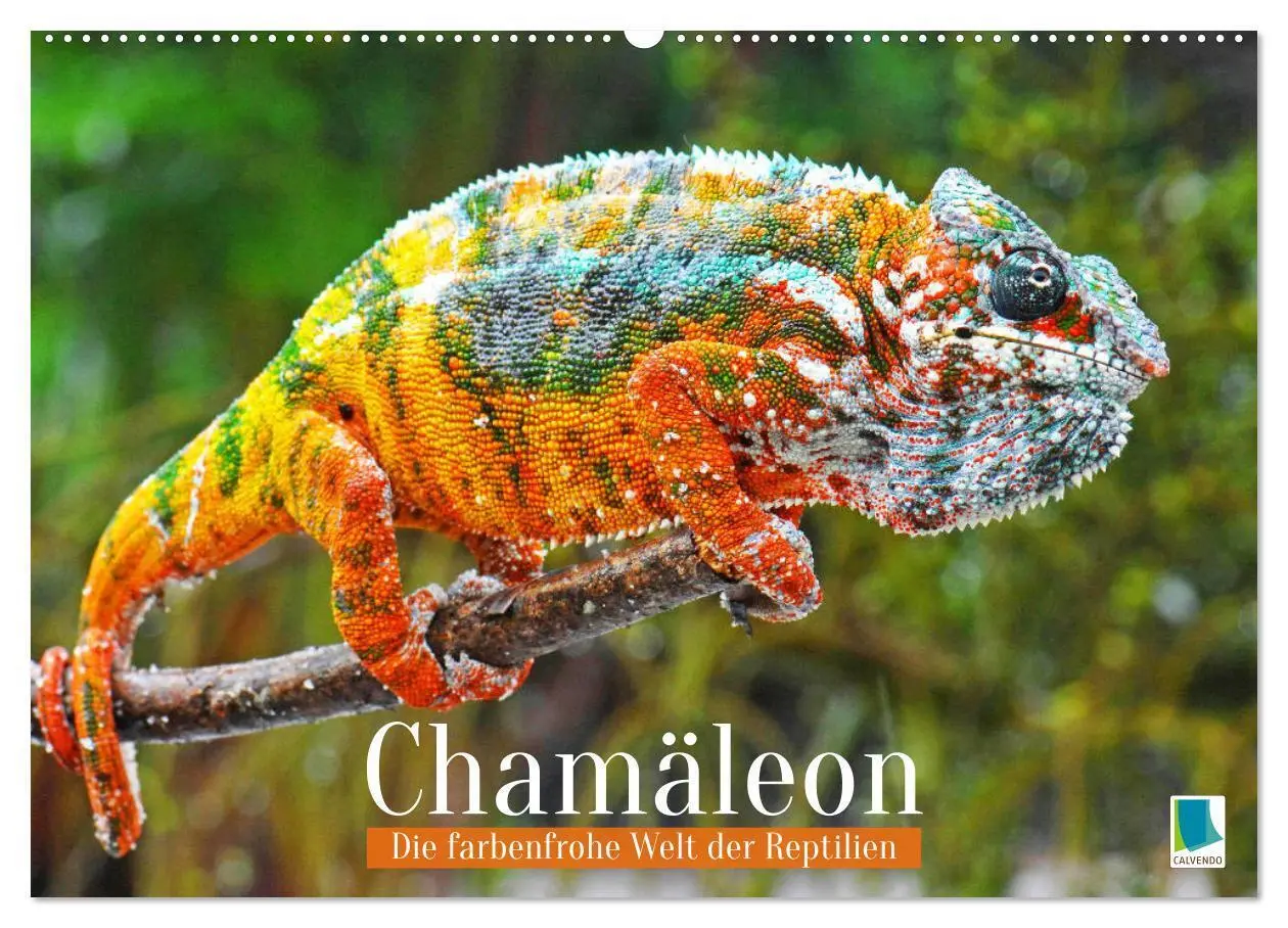 Cover: 9783457381717 | Chamäleon: Die farbenfrohe Welt der Reptilien (Wandkalender 2026...