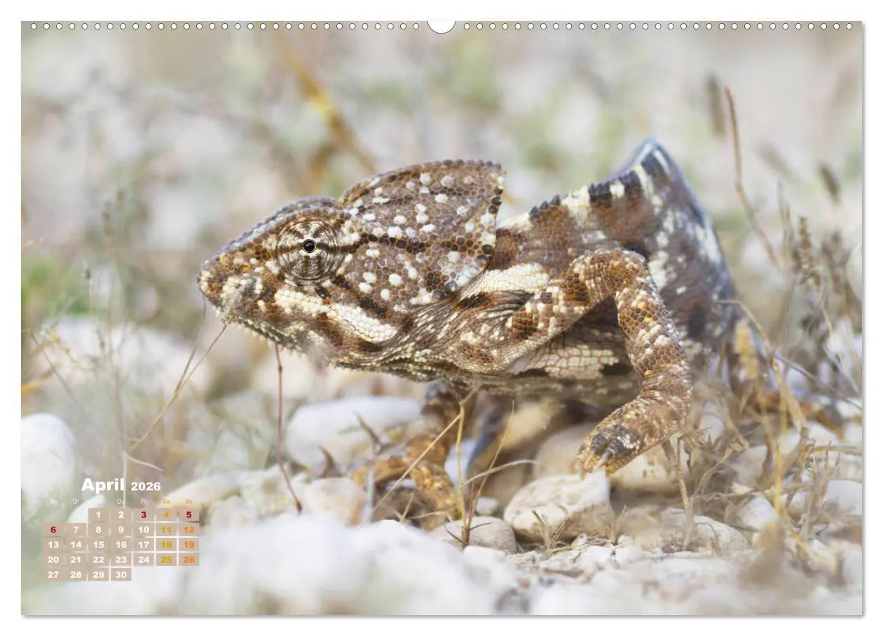 Bild: 9783457381717 | Chamäleon: Die farbenfrohe Welt der Reptilien (Wandkalender 2026...