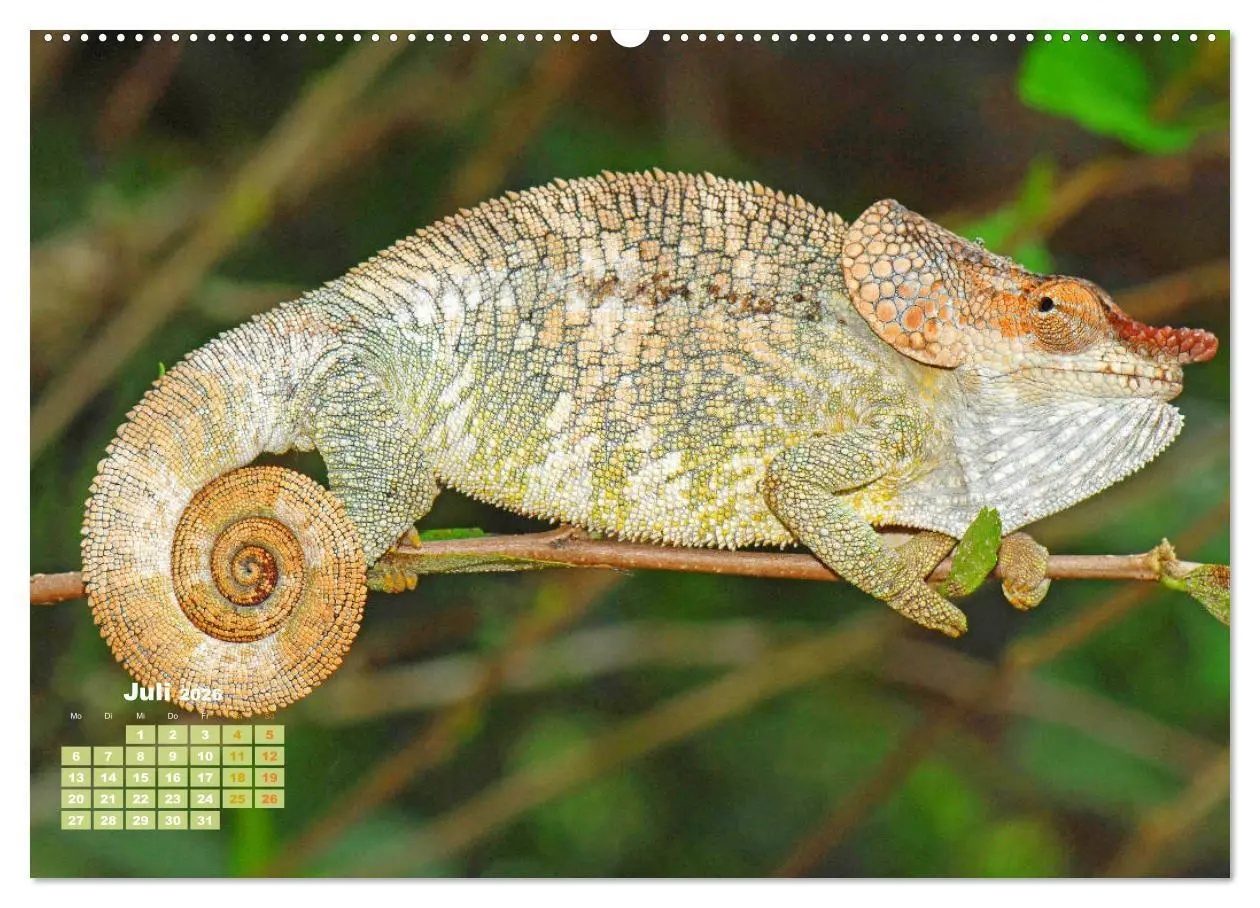 Bild: 9783457381717 | Chamäleon: Die farbenfrohe Welt der Reptilien (Wandkalender 2026...