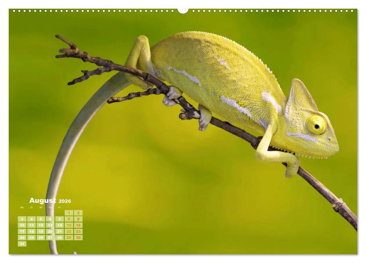Bild: 9783457381717 | Chamäleon: Die farbenfrohe Welt der Reptilien (Wandkalender 2026...