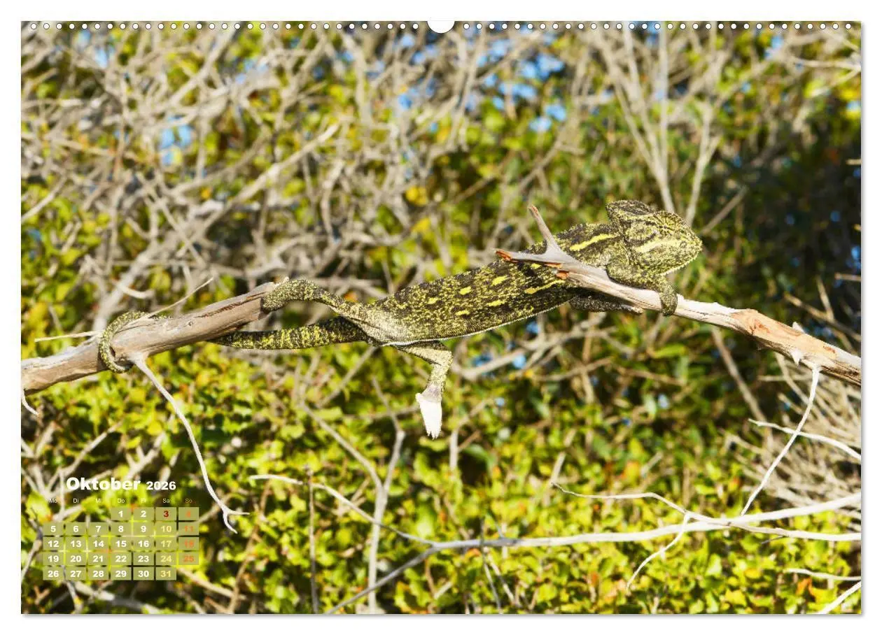Bild: 9783457381717 | Chamäleon: Die farbenfrohe Welt der Reptilien (Wandkalender 2026...