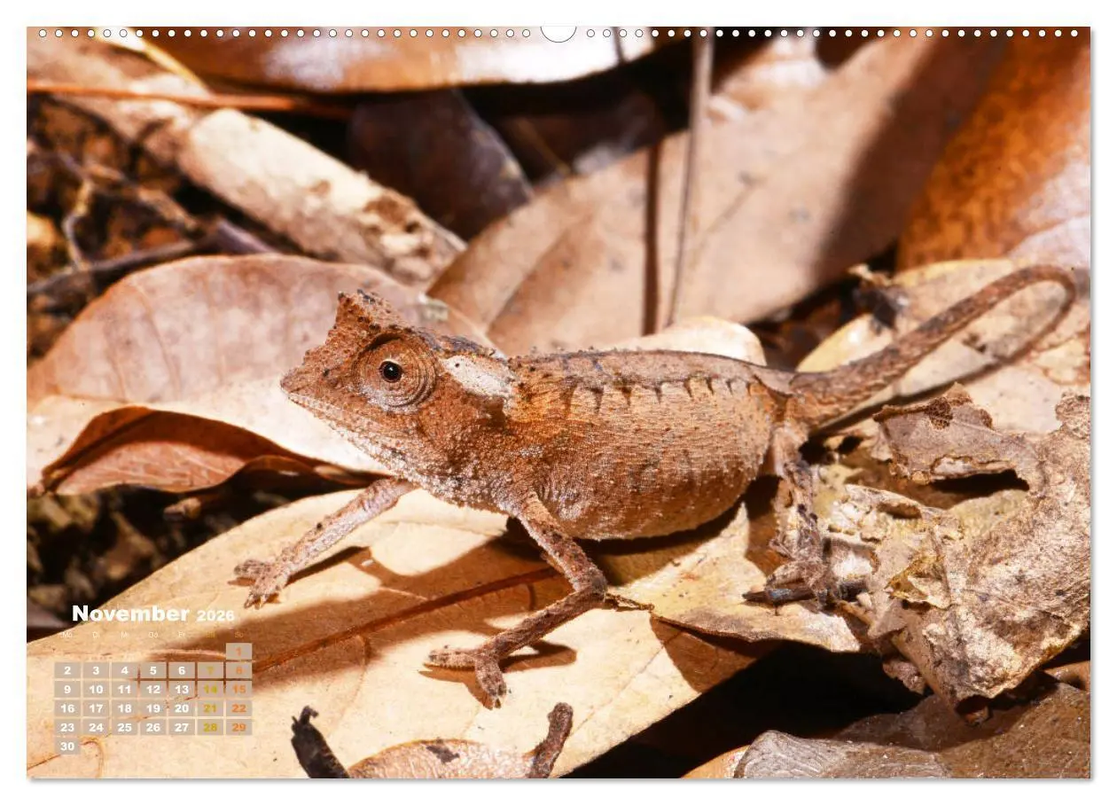Bild: 9783457381717 | Chamäleon: Die farbenfrohe Welt der Reptilien (Wandkalender 2026...