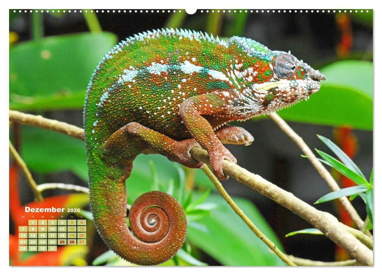Bild: 9783457381717 | Chamäleon: Die farbenfrohe Welt der Reptilien (Wandkalender 2026...