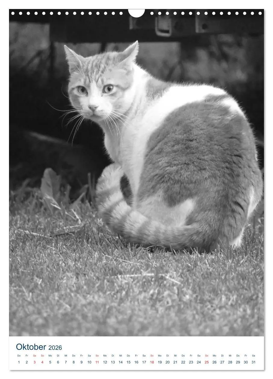 Bild: 9783516391817 | Wilde Katzen - Korsikas Samtpfoten (Wandkalender 2026 DIN A3 hoch),...