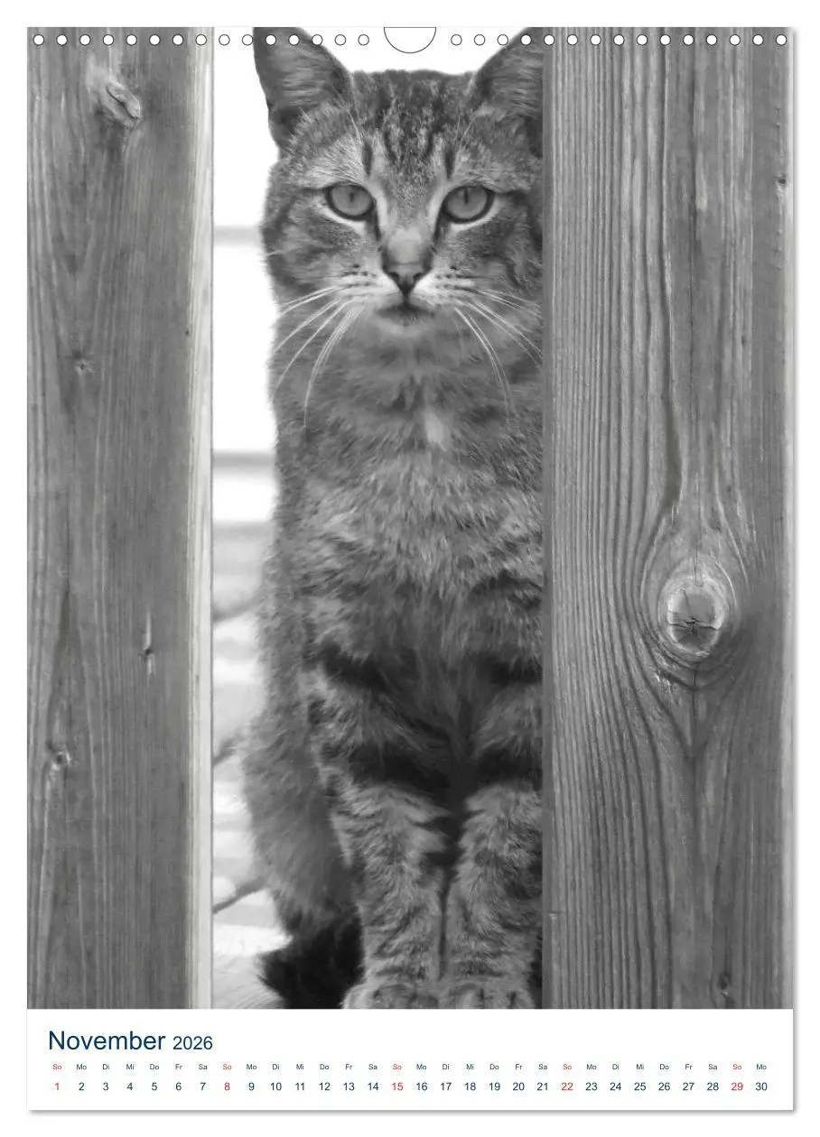 Bild: 9783516391817 | Wilde Katzen - Korsikas Samtpfoten (Wandkalender 2026 DIN A3 hoch),...