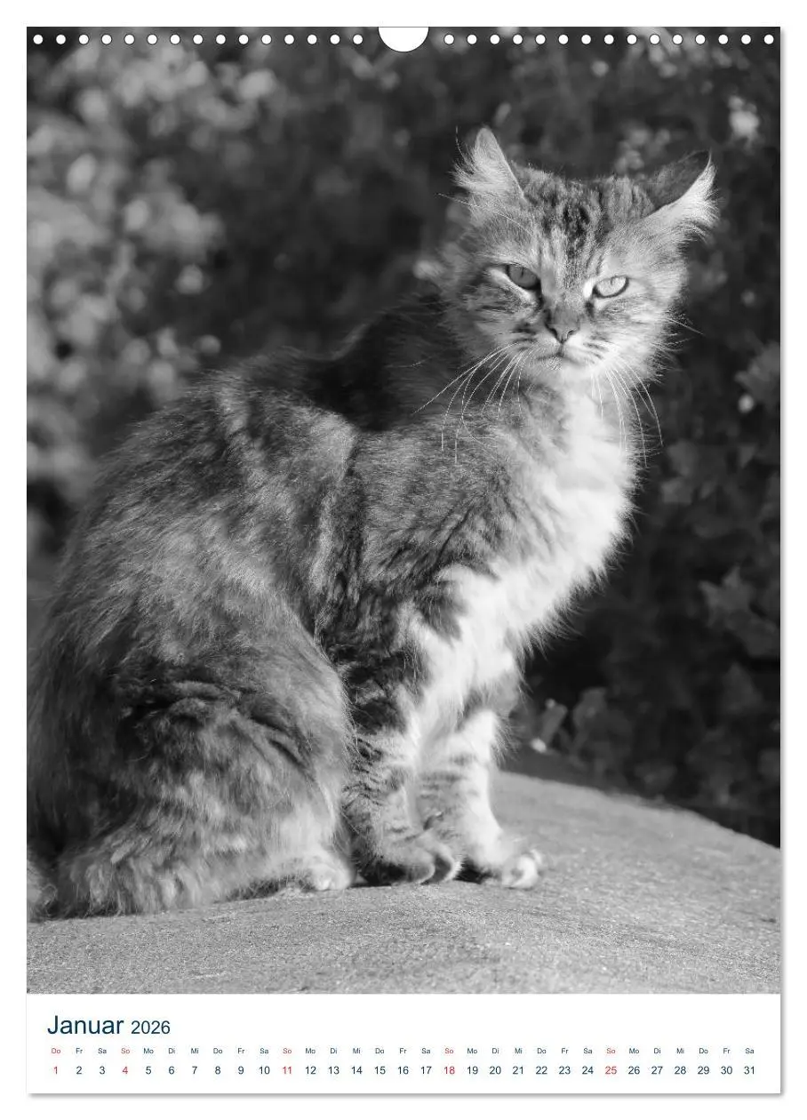 Bild: 9783516391817 | Wilde Katzen - Korsikas Samtpfoten (Wandkalender 2026 DIN A3 hoch),...