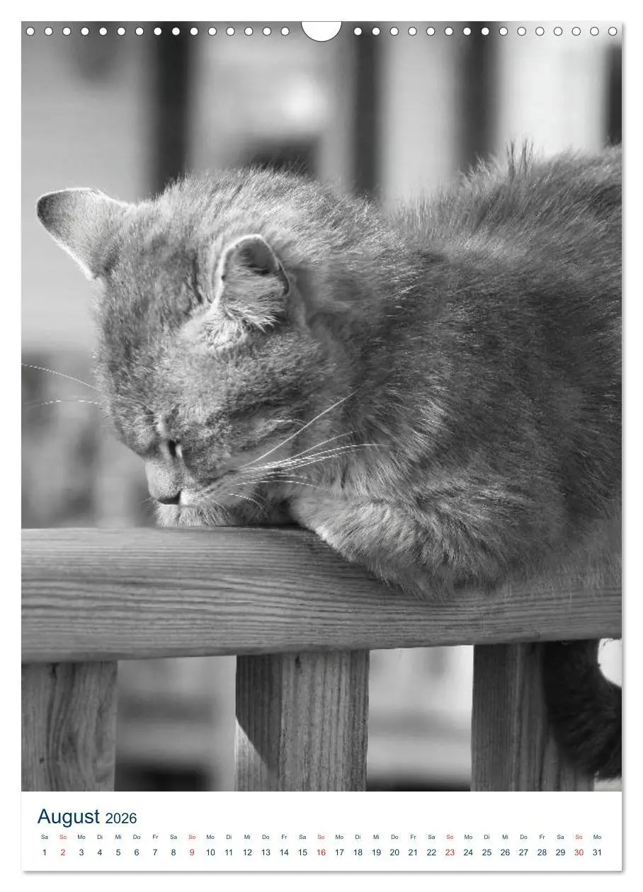Bild: 9783516391817 | Wilde Katzen - Korsikas Samtpfoten (Wandkalender 2026 DIN A3 hoch),...